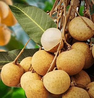 longan