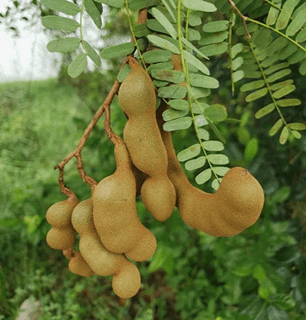 tamarind